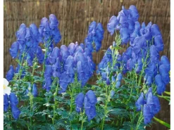 Sale Aconitum X Cammarum Blue Lagoon Eisenhut Ca. 11x11 cm Topf
