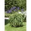 Agapanthus Africanus Schmucklilie Blau Ca 9x9 cm Topf< Töpfe