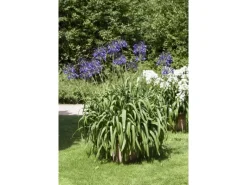 Agapanthus Africanus Schmucklilie Blau Ca 9x9 cm Topf< Töpfe