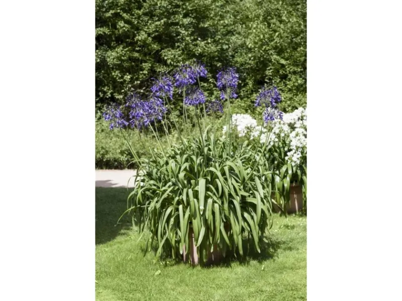Agapanthus Africanus Schmucklilie Blau Ca 9x9 cm Topf< Töpfe
