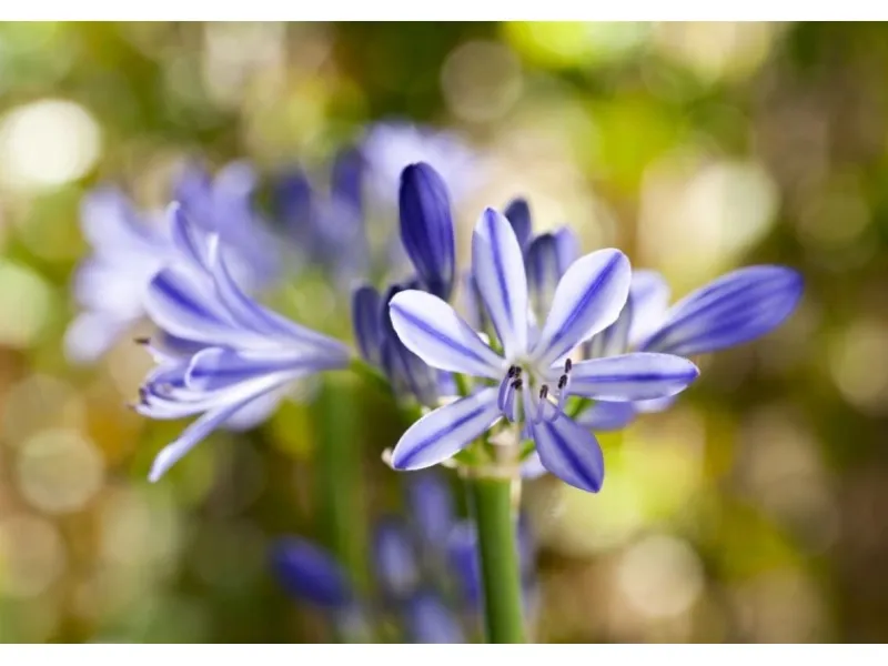 Agapanthus Africanus Schmucklilie Blau Ca 9x9 cm Topf< Töpfe