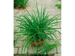 Hot Allium Tuberosum Knolau Ca. 11x11 cm Topf