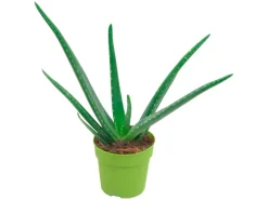 Töpfe<Aloe vera Höhe ca. 15 - 20 cm Topf-Ø ca. 12 cm