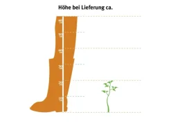 Töpfe<Aloe vera Höhe ca. 15 - 20 cm Topf-Ø ca. 12 cm