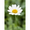 Best Anthemis Tinctoria Sauce Hollandaise Färberkamille Ca. 11x11 cm Topf