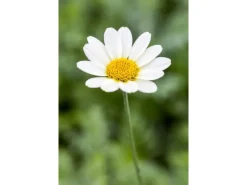 Best Anthemis Tinctoria Sauce Hollandaise Färberkamille Ca. 11x11 cm Topf