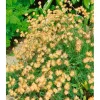 Sale Anthyllis Vulneraria Wundklee Ca. 9x9 cm Topf