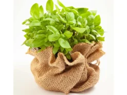 Aquagart Töpfe<20m x 1m Jutegewebe 215g/m² Jutematte Gartenjute Jute Stoff Sackleinen Juteband