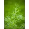 Artemisia Abrotanum Maritima Eberraute Ca. 11x11 cm Topf< Töpfe