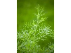 Artemisia Abrotanum Maritima Eberraute Ca. 11x11 cm Topf< Töpfe