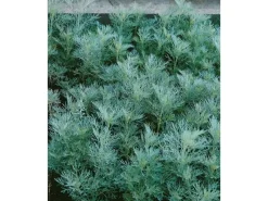 Artemisia Abrotanum Maritima Eberraute Ca. 11x11 cm Topf< Töpfe