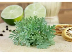 Artemisia Absinthium Wermut Ca. 9x9 cm Topf< Töpfe