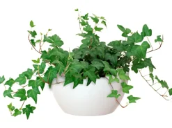 Artevasi Schale San Remo Ø 32 cm Weiß< Töpfe