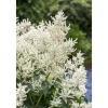 Discount Aruncus Dioicus Waldgeißbart Ca. 11x11 cm Topf