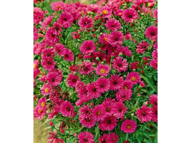 Töpfe<Aster Novae-angliae Rubinschatz Neuengland Aster Ca. 11x11 cm Topf