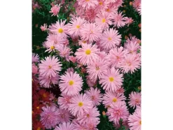 Aster Novi-belgii Rosaperle Glattblattaster Ca. 9x9 cm Topf< Töpfe