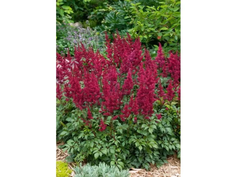 Töpfe<Astilbe Japonica Etna Prachtspiere Ca. 11x11 cm Topf