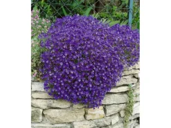 Aubrieta X Cult. Cascade Blue Blaukissen Blau Ca. 9x9 cm Topf< Töpfe
