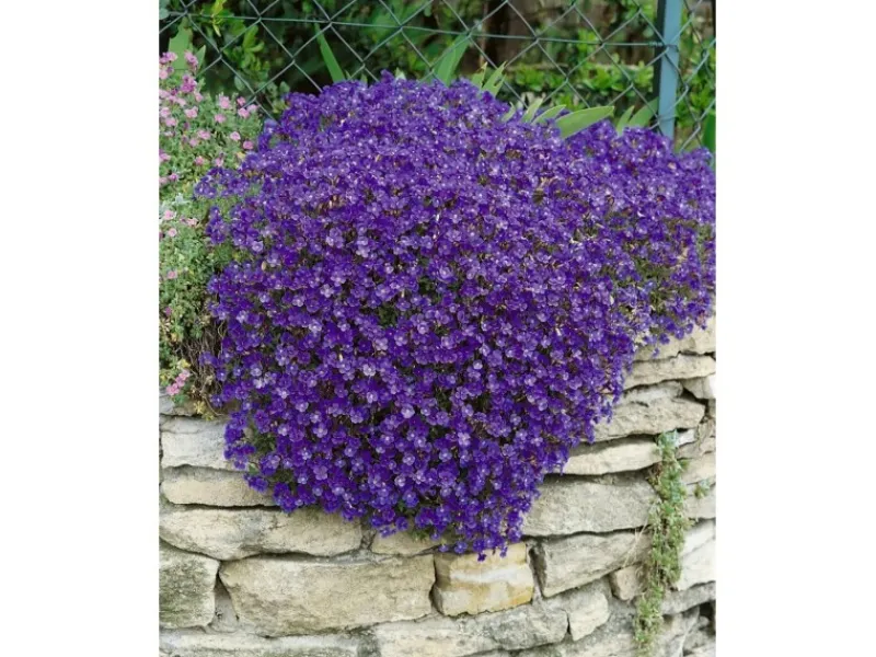 Aubrieta X Cult. Cascade Blue Blaukissen Blau Ca. 9x9 cm Topf< Töpfe