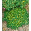 Töpfe<Azorella Trifurcata Nana Polsterpflanze Ca. 9x9 cm Topf