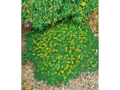 Töpfe<Azorella Trifurcata Nana Polsterpflanze Ca. 9x9 cm Topf