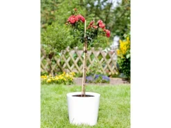 Discount Bambusstab 120 cm x ca. Ø 2 cm
