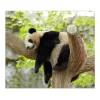 Banjado Herdabdeckungen|Kochfelder<Herdabdeckplatte Glas 1 Teilig 60x52CM Schneidebrett Herdabdeckung Mit Motiv Panda