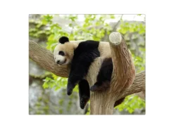 Banjado Herdabdeckungen|Kochfelder<Herdabdeckplatte Glas 1 Teilig 60x52CM Schneidebrett Herdabdeckung Mit Motiv Panda