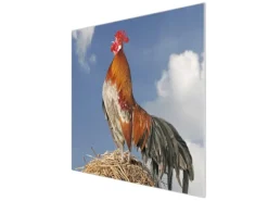 Banjado Herdabdeckplatte Glas 1 Teilig 60x52CM Schneidebrett Herdabdeckung Mit Motiv Hahn< Schneidebretter|Herdabdeckungen