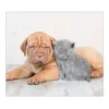 Sale Banjado Herdabdeckplatte Glas 1 Teilig 60x52CM Schneidebrett Herdabdeckung Mit Motiv Hund Und Katze