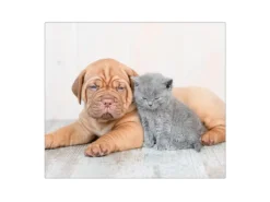 Sale Banjado Herdabdeckplatte Glas 1 Teilig 60x52CM Schneidebrett Herdabdeckung Mit Motiv Hund Und Katze