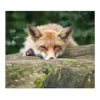 Banjado Herdabdeckplatte Glas 1 Teilig 60x52CM Schneidebrett Herdabdeckung Mit Motiv Fuchs Relax< Schneidebretter|Herdabdeckungen