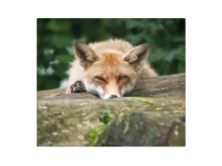 Banjado Herdabdeckplatte Glas 1 Teilig 60x52CM Schneidebrett Herdabdeckung Mit Motiv Fuchs Relax< Schneidebretter|Herdabdeckungen