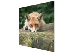 Banjado Herdabdeckplatte Glas 1 Teilig 60x52CM Schneidebrett Herdabdeckung Mit Motiv Fuchs Relax< Schneidebretter|Herdabdeckungen