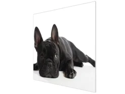 New Banjado Herdabdeckplatte Glas 1 Teilig 60x52CM Schneidebrett Herdabdeckung Mit Motiv Bulldogge