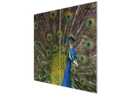 Best Banjado Herdabdeckplatte Glas 2 Teilig Je 30x52CM Schneidebrett Herdabdeckung Mit Motiv Pfau