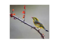 Sale Banjado Herdabdeckplatte Glas 1 Teilig 60x52CM Schneidebrett Herdabdeckung Mit Motiv Herbst Vogel