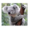 Banjado Herdabdeckplatte Glas 1 Teilig 60x52CM Schneidebrett Herdabdeckung Mit Motiv Koala< Schneidebretter|Herde