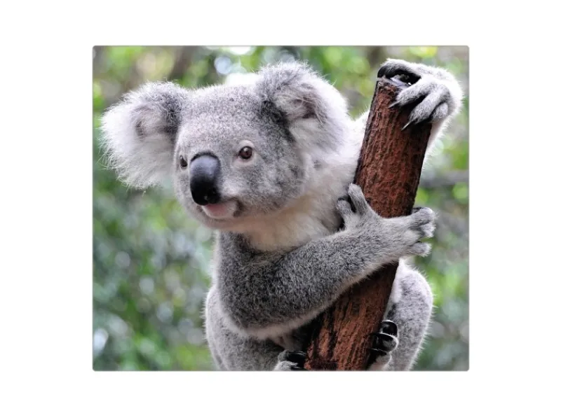 Banjado Herdabdeckplatte Glas 1 Teilig 60x52CM Schneidebrett Herdabdeckung Mit Motiv Koala< Schneidebretter|Herde