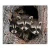 Banjado Herdabdeckplatte Glas 1 Teilig 60x52CM Schneidebrett Herdabdeckung Mit Motiv Drei Waschbären< Schneidebretter|Herde