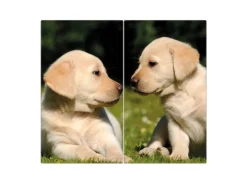 Online Banjado Herdabdeckplatte Glas 2 Teilig Je 30x52CM Schneidebrett Herdabdeckung Mit Motiv Labrador