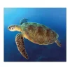 Banjado Herdabdeckplatte Glas 1 Teilig 60x52CM Schneidebrett Herdabdeckung Mit Motiv Wasserschildkröte< Schneidebretter|Herdabdeckungen