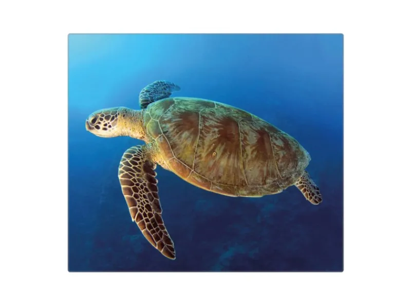 Banjado Herdabdeckplatte Glas 1 Teilig 60x52CM Schneidebrett Herdabdeckung Mit Motiv Wasserschildkröte< Schneidebretter|Herdabdeckungen
