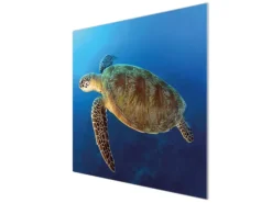 Banjado Herdabdeckplatte Glas 1 Teilig 60x52CM Schneidebrett Herdabdeckung Mit Motiv Wasserschildkröte< Schneidebretter|Herdabdeckungen
