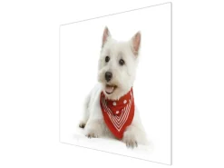 New Banjado Herdabdeckplatte Glas 1 Teilig 60x52CM Schneidebrett Herdabdeckung Mit Motiv Westie