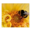 Banjado Herdabdeckplatte Glas 1 Teilig 60x52CM Schneidebrett Herdabdeckung Mit Motiv Hummel< Schneidebretter|Herdabdeckungen