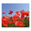 Banjado Herde|Kochfelder<Herdabdeckplatte Glas 1 Teilig 60x52CM Schneidebrett Herdabdeckung Mit Motiv Mohnblumen