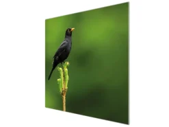 Banjado Schneidebretter|Herdabdeckungen<Herdabdeckplatte Glas 1 Teilig 60x52CM Schneidebrett Herdabdeckung Mit Motiv Vogel Auf Tannenzweig