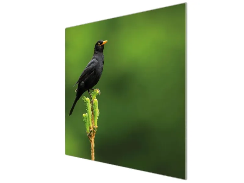 Banjado Schneidebretter|Herdabdeckungen<Herdabdeckplatte Glas 1 Teilig 60x52CM Schneidebrett Herdabdeckung Mit Motiv Vogel Auf Tannenzweig