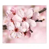 Banjado Herdabdeckungen|Herde<Herdabdeckplatte Glas 1 Teilig 60x52CM Schneidebrett Herdabdeckung Mit Motiv Japanische Kirsche